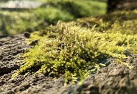 okanagan nature nut marching into moss