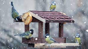 feeding birds in winter tom s guide