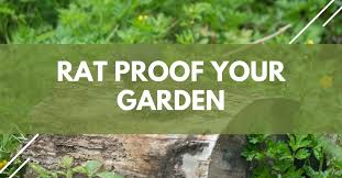 how to rat proof your garden in 2021