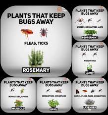 But, keep in mind that you need them to bloom to do their thing. Plants That Keep Bugs Away Mosquito Repelling Plants Plant Bugs Garden Yard Ideas