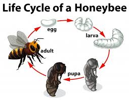 Life Cycle Of A Honeybee Vector Free Download