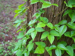what is systemic poison ivy causes