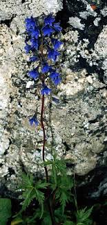 Delphinium in Flora of China @ efloras.org