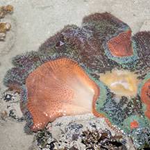 giant carpet anemone stictyla