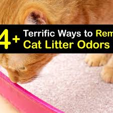 eliminate cat litter odor removing