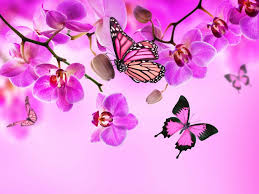 orchid erflies pink color flowers