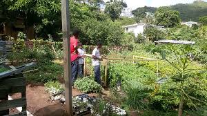Community Garden Hosts Agri Cultural