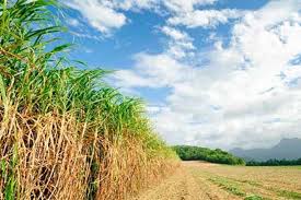 Sugarcane Industry Weathers Climate Change Challenging The Future