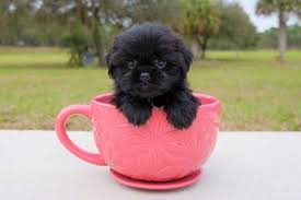 If you don't have a pet dog or would just like to add another member to the family, consider. Amazing Teddy Bear Puppies Available For Adoption In Florida Adopt Our Cute Puppies From Private Breeder Cute Teacup Puppies Teddy Bear Puppies Teacup Puppies