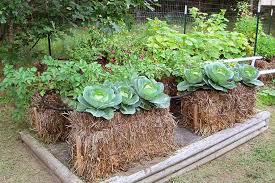 Straw Bale Vegetable Garden