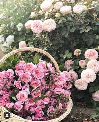 Garden Roses
