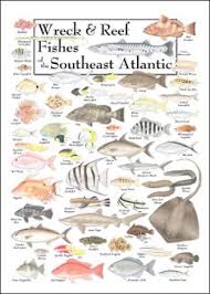 130 Best Fish Identification Images In 2019 Fish Fish