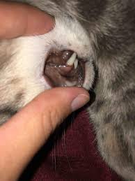 Any injury, infection, or dental issue may lead gum disease is generally the cause of gum cyst formation. I Know Cats Should Have Pink Gums But My Cat S Gums Seem To Have A Darkish Brown Color Is That Normal Petcoach