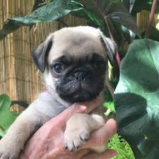 Fawns are 1200 or 1500 with akc registration black pug male is 1800 or 2000 with akc registration they are ready to go and do great. Baker S Pug Puppies Of Central Florida Home Facebook