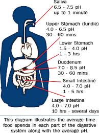 The Human Digestive Tract Ph Range Diagram Allegany Nutrition