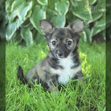 chihuahua puppies lancaster