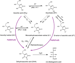 ascorbate oxidation by iron copper and