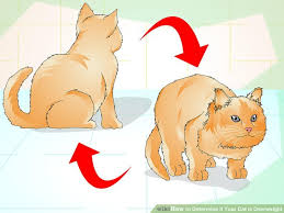 How To Determine If Your Cat Is Overweight 12 Steps