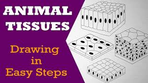 How To Draw Animal Tissues In Easy Steps 9th Biology Cbse Ncert Class 10 Science