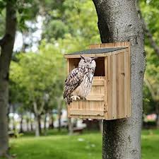 Owl Housescreech Owl House With Bird