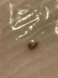 are carpet beetle larvae causing bites