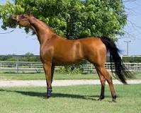 is-arabian-horse-the-best