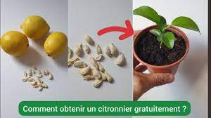 Comment faire pousser un citronnier à partir d'un pépin ? 2023 - YouTube