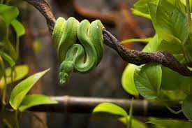 7 meanings when you dream about green snake