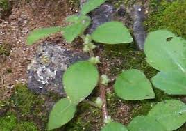 Theligonaceae | flora-of-aegina