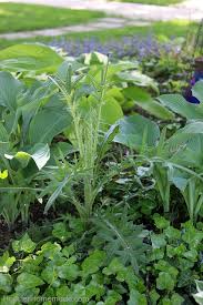 Få 16.000 endnu en weed in the lawn dandelion stockvideo på 25 fps. 7 Common Weeds With Identification Pictures Hoosier Homemade