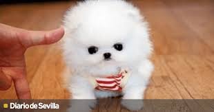un perro mini toy