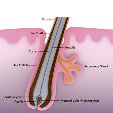 what are damaged hair follicles plus