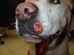 dog lips with pink or red spots
