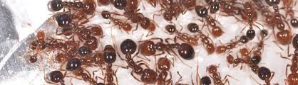 kill ants with borax easy diy guide