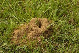 détruire un nid de fourmis 9 astuces