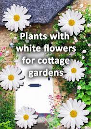 White Flowers For Cottage Gardens