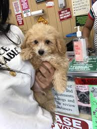 I am a breeder not a store. Bichonpoo Puppies For Sale Staten Island Ny 305422