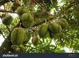 9 Best Durian Tree ideas | durian tree, durian, tree