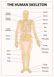 human body anatomy part structure