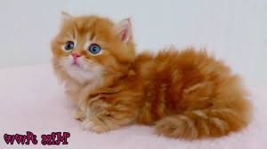 Free for commercial use no attribution required high quality images. Free Kitten Video Gifs Funny Pets Videos Cute Pets Videos Funny Animals Videos Cute Animals Videos Funny Dogs Videos Cute Dogs Videos Funny Cats Videos Cute Cats Videos
