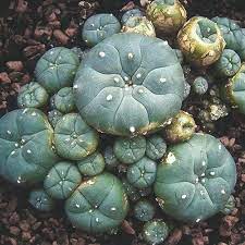 The cactus top (called a button) is cut from. Mescaline Cacti How Do You Use Peyote And San Pedro