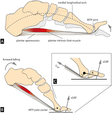 The bivalve foot, unlike that of gastropods, does not have a flat creeping sole but is bladelike (laterally the muscles mainly responsible for movement of the foot are the anterior and posterior pedal retractors. Effect Of The Upward Curvature Of Toe Springs On Walking Biomechanics In Humans Scientific Reports