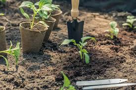 Soil For Planting Vegetables