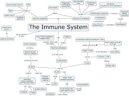 Humoral Immunity Flow Chart Google Search Immune System