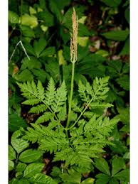 Botrychium virginianum (Rattlesnake fern) | Native Plants of North ...