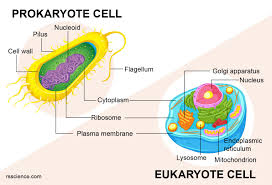 eukaryotes and prokaryotes what are