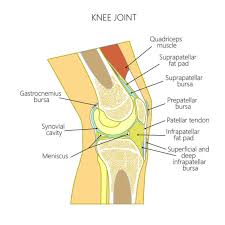 To all you tile setters, carpet layers, roofers, masonry, concrete and extreme sports, and to all individuals who depend on knee pads, welcome to our abramson's knee pad hanger. Prepatella Bursitis Known As Housemaid S Knee What Is It