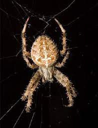 common synanthropic spiders in