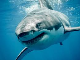 great white shark sightings spike off