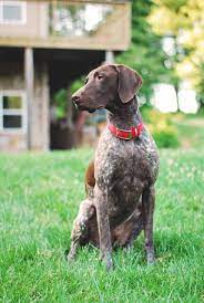 Don o'brien boarding & training kennels. Looks Just Like My Childhood Dog Sam He Was A Really Awesome Dog German Shorthaired Pointer Dog German Shorthaired Pointer Gsp Dogs